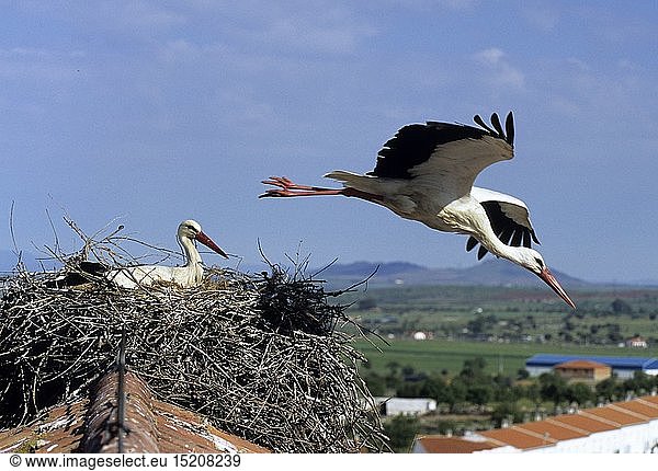zoology / animals  avian / bird (aves)  White Stork Ciconia ciconia pair with one leaving nest Spain  summer