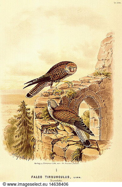 zoology / animals  avian / bird  kestrel  (Falco tinnunculus)  two kestrels  sitting on wall  distribution: Europe  large parts of Asia  Northern Africa  African regions south of Sahara desert  chromolithography  after painting by Riefenthal  second half of 19th century  nineteenth  falcon  falcons  hawk  hawks  birds  diurnal bird of prey  raptor  raptors  historic  historical  castle  hulk  ruin  animal  Falconidae  bird of prey