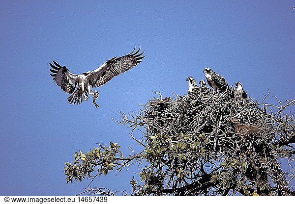 zoology / animals  avian / bird  Pandionidae  Osprey (Pandion haliaetus)  with prey  flying towards eyrie  cubs in nest  Sanibel Island  Florida  USA  distribution: worldwide without South America