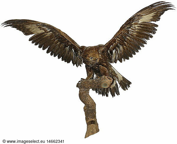 zoology / animals  avian / birds  eagles  Golden Eagle (Aquila chrysaetos)  animal compound  hunting trophy  Austria  1926