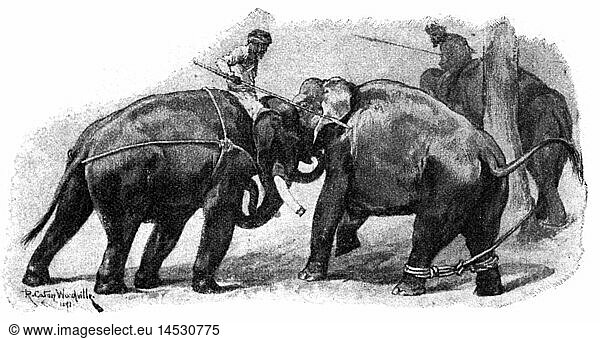 zoology / animals  elephant  Indian elephant (Elephas maximus indicus)  elephants trained for work in India  wood engraving  'Harper's Weekly'  1892