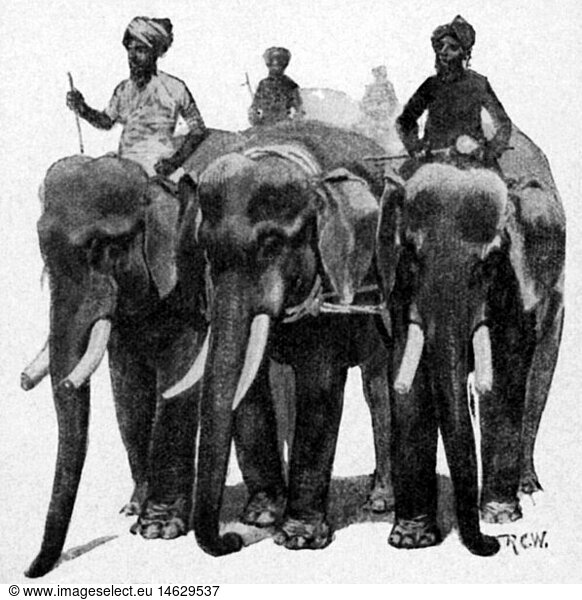 zoology / animals  elephant  Indian elephant (Elephas maximus indicus)  elephants trained for work in India  wood engraving  'Harper's Weekly'  1892