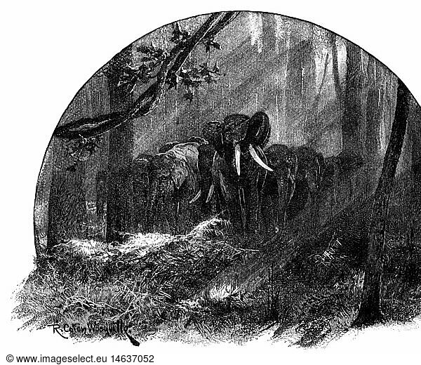 zoology / animals  elephant  Indian elephant (Elephas maximus indicus)  herd of elephants in the Indian jungle  wood engraving  'Harper's Weekly'  1892