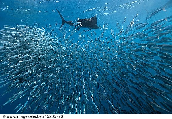 zoology / animals  fish  Atlantic Sailfish hunting Sardines  (Istiophorus albicans)  Isla Mujeres  Yucatan Peninsula  Caribbean Sea  Mexico