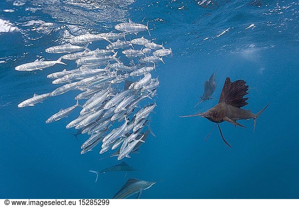 zoology / animals  fish  Atlantic Sailfish hunting Sardines  Istiophorus albicans  Isla Mujeres  Yucatan Peninsula  Caribbean Sea  Mexico
