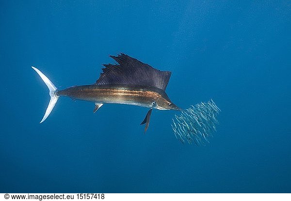 zoology / animals  fish  Atlantic Sailfish  (Istiophorus albicans)  Isla Mujeres  Yucatan Peninsula  Caribbean Sea  Mexico