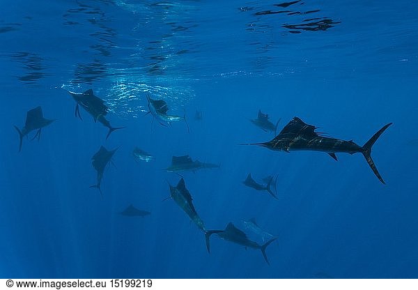 zoology / animals  fish  Atlantic Sailfish  (Istiophorus albicans)  Isla Mujeres  Yucatan Peninsula  Caribbean Sea  Mexico