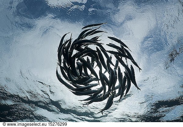 zoology / animals  fish  Shoaling Sardines  Sardina pilchardus  Isla Mujeres  Yucatan Peninsula  Caribbean Sea  Mexico