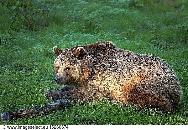 zoology / animals  mammal / mammalian  bear  European brown bear (Ursus arctos)  Neuschoenau  National park Bavarian Forest  Germany