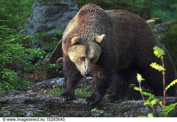 zoology / animals  mammal / mammalian  bear  European brown bear (Ursus arctos)  Neuschoenau  National park Bavarian Forest  Germany