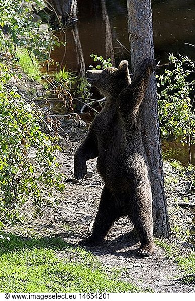 zoology / animals  mammal / mammalian  bear  European brown bear (Ursus arctos)  Vassfaret Park  Norway