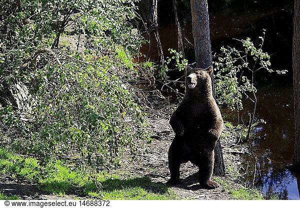 zoology / animals  mammal / mammalian  bear  European brown bear (Ursus arctos)  Vassfaret Park  Norway