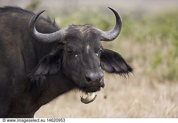 zoology / animals  mammal / mammalian  Bovidae  African Buffalo (Syncerus caffer)  detail: head  bird (Yellow-billed Oxpecker) sitting at mouth  Masai Mara  Kenya  distribution: Africa