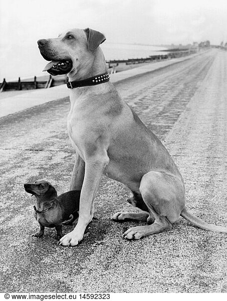 zoology / animals  mammal / mammalian  dog (Canis lupus familiaris)  dachshund and Labrador Retriever  1950s