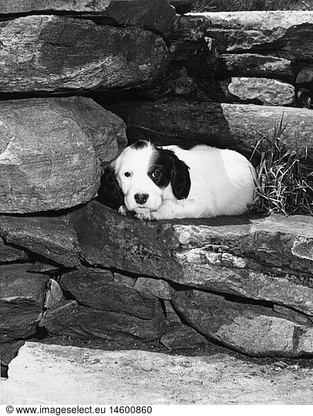 zoology / animals  mammal / mammalian  dog (Canis lupus familiaris)  two puppies  1950s