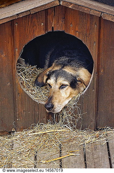 zoology / animals  mammal / mammalian  dog  mongrel  dog in the doghouse  Germany
