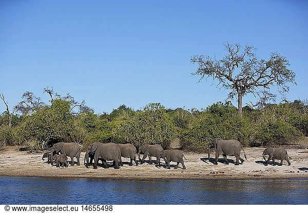zoology / animals  mammal / mammalian  elephant  African elephant (Loxodonta africana) herd bathing in the river  North-West District  Chobe National Park  Namibia