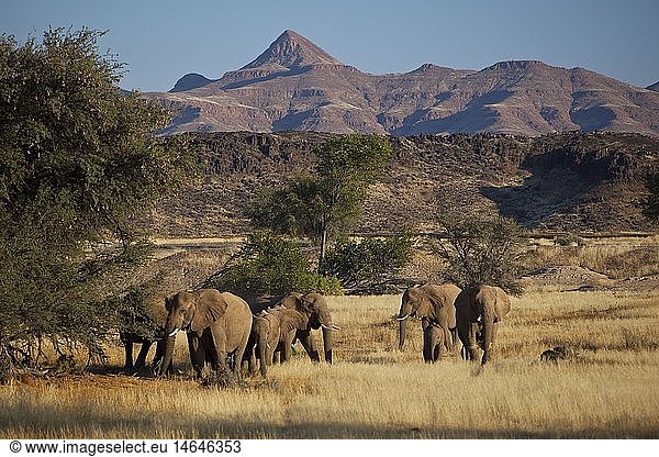 zoology / animals  mammal / mammalian  elephant  African elephant (Loxodonta africana)  Kunene Region  Erongo  Damaraland  Huab  Namibia