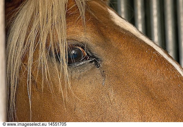 zoology / animals  mammal / mammalian  horse (equid)  horse (Equus ferus caballus)  detail: horse eye  Germany