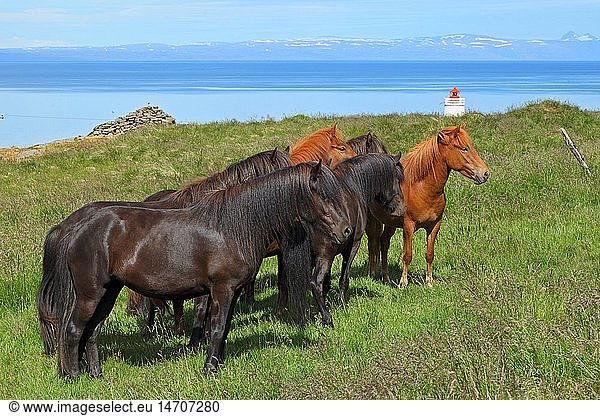 zoology / animals  mammal / mammalian  horse  Icelandic horse  horses at Skard lighthouse on Vatnsnes peninsula  Nordurland vestra  North-west Iceland