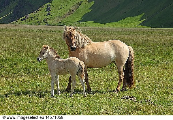 zoology / animals  mammal / mammalian  horse  Icelandic horse  on the pasture  near Skoga  Sudurland  South Iceland