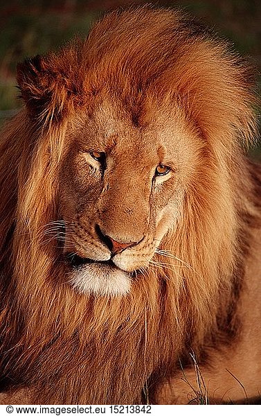 zoology / animals  mammal / mammalian  LÃ¶we (Panthera leo)  SÃ¼dafrika  Suedafrika