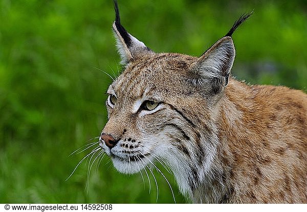 zoology / animals  mammal / mammalian  lynx  Eurasian lynx (Lynx lynx)  Langedrag natural preserve  Norway