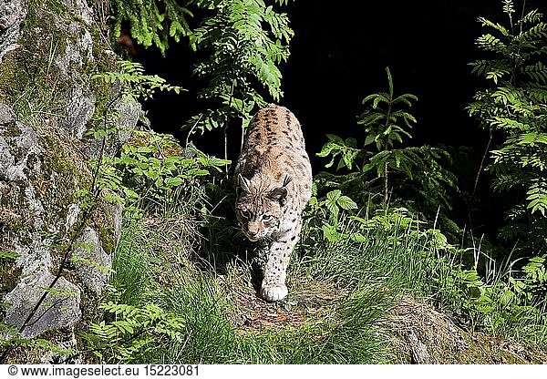 zoology / animals  mammal / mammalian  lynx  Eurasian lynx (Lynx lynx)  outdoor enclosure  Neuschoenau  National park Bavarian Forest  Germany
