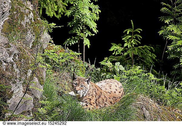 zoology / animals  mammal / mammalian  lynx  Eurasian lynx (Lynx lynx)  outdoor enclosure  Neuschoenau  National park Bavarian Forest  Germany
