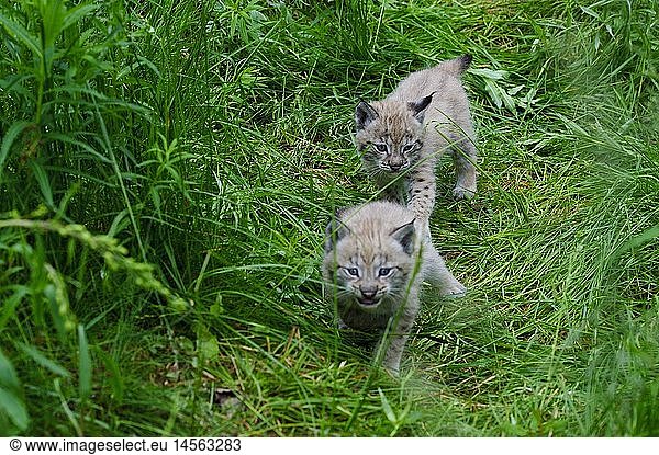zoology / animals  mammal / mammalian  lynx  Eurasian lynx (Lynx lynx)  two pups  Langedrag natural preserve  Norway