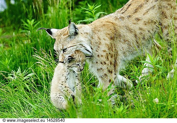 zoology / animals  mammal / mammalian  lynx  Eurasian lynx (Lynx lynx)  with pup  Langedrag natural preserve  Norway