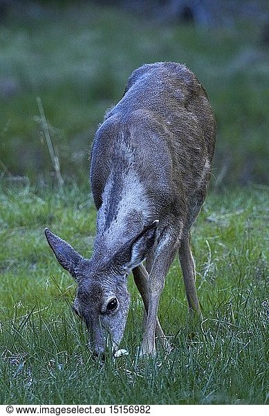 Zoology / animals  mammal / mammalian (mammalia)  Mule deer (Odocoileus hemionus) by Mirror Lake  Tenaya Canyon  Yosemite National Park  California  USA