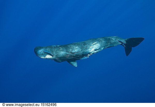 Billeder 55585 Stockfotos Og - The Wall St Croix Whales