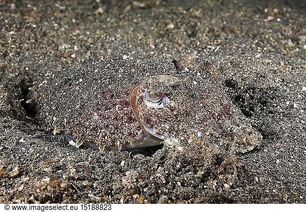 zoology / animals  mollusc  Cuttlefish camouflaged in Sand  (Sepia sp.)  Lembeh Strait  North Sulawesi  Indonesia