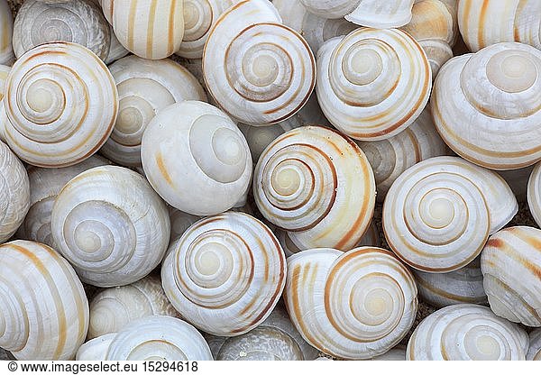 zoology / animals  mollusc (Mollusca)  snail shell mussel  Scotland