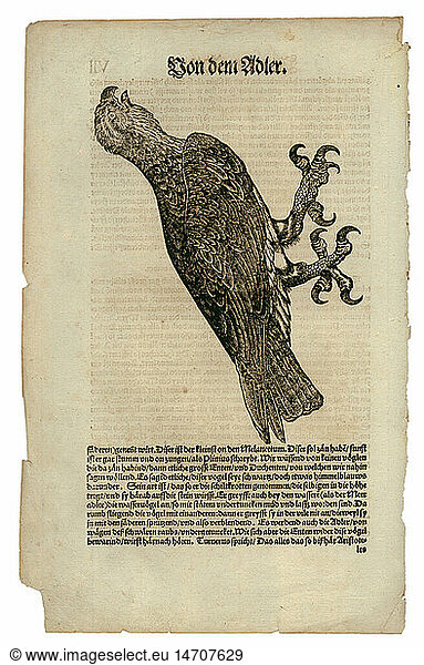 zoology / animals  textbooks  'Historia animalium'  by Conrad Gessner  Zurich  Switzerland  1551 - 1558  eagle (Aquila)  woodcut