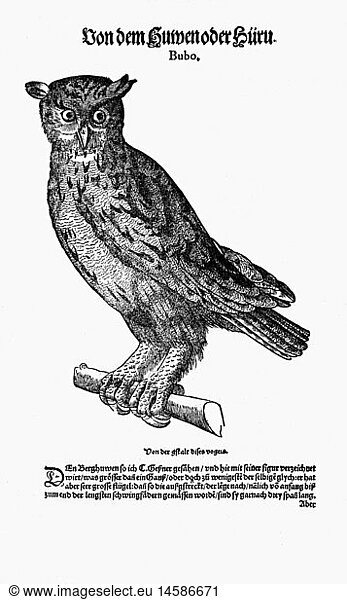 zoology / animals  textbooks  'Historia animalium'  by Conrad Gessner  Zurich  Switzerland  1551 - 1558  eagle owl (Bubo)  woodcut