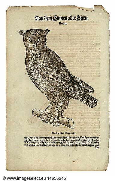 zoology / animals  textbooks  'Historia animalium'  by Conrad Gessner  Zurich  Switzerland  1551 - 1558  eagle owl (Bubo)  woodcut