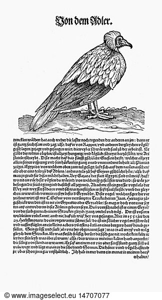 zoology / animals  textbooks  'Historia animalium'  by Conrad Gessner  Zurich  Switzerland  1551 - 1558  Egyptian vulture (Neophron percnopterus)  woodcut