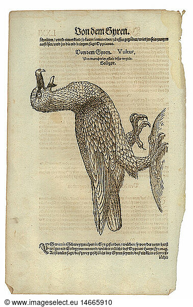 zoology / animals  textbooks  'Historia animalium'  by Conrad Gessner  Zurich  Switzerland  1551 - 1558  Old World vulture (Aegypiinae)  woodcut