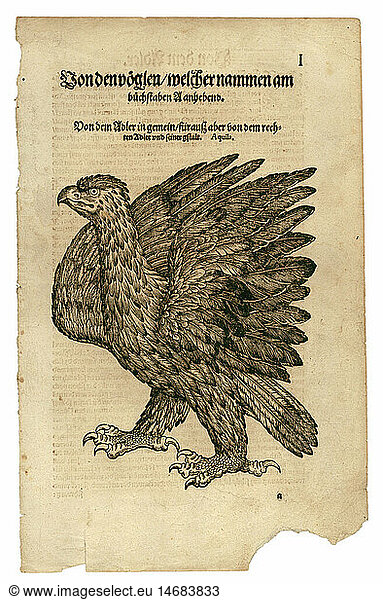 zoology / animals  textbooks  'Historia animalium'  by Conrad Gessner  Zurich  Switzerland  1551 - 1558  true eagle (Aquila)  woodcut