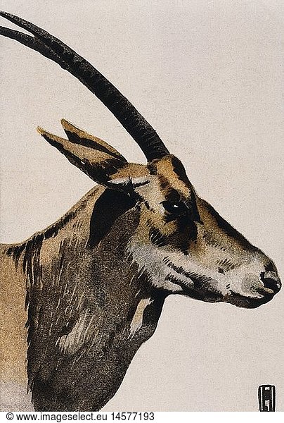 zoology  antelope  illustration on an advertising poster for Hellabrunn Zoo  Munich  painted in the style of Hohlwein  circa 1910