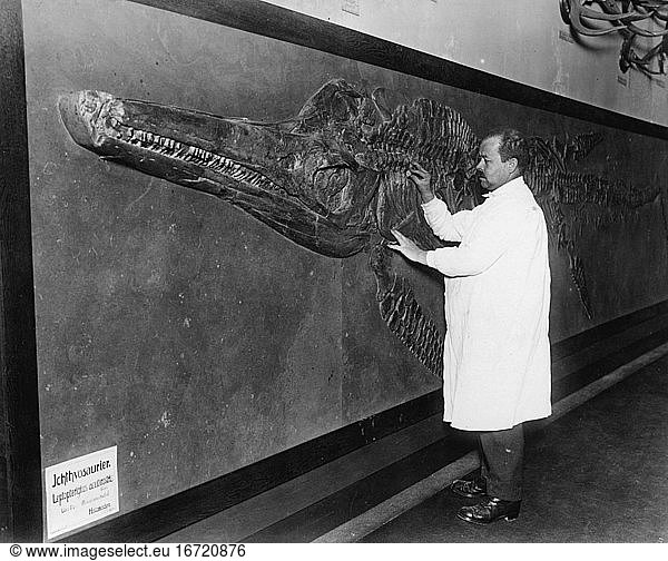 Zoology:
Dinosaurs. Ichthyosaur. Fossilization  found in Holzmaden 
Stuttgart  Germany.