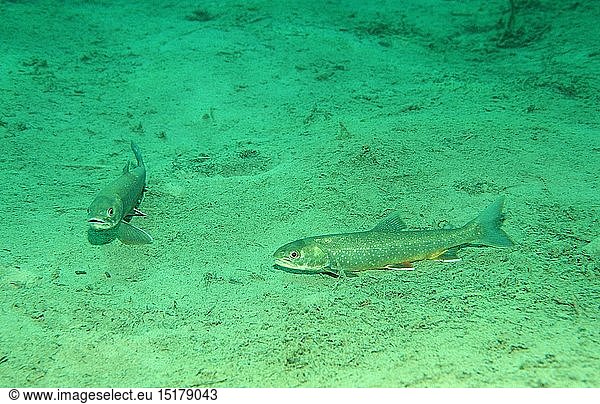 zoology  fish  Salvelinus  Charr  (Salvelinus alpinus)  Ã–sterreich  Austria