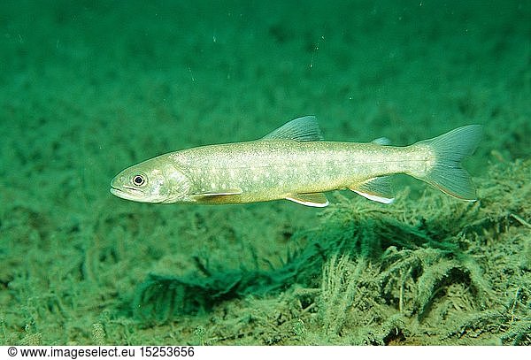 zoology  fish  Salvelinus  Charr  (Salvelinus alpinus)  Ã–sterreich  Austria