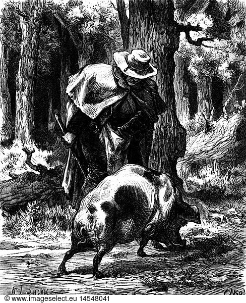 zoology  pig  truffle pig during truffle search in the woods  after Auguste Lancon  (1836 - 1887 )  wood engraving  1872