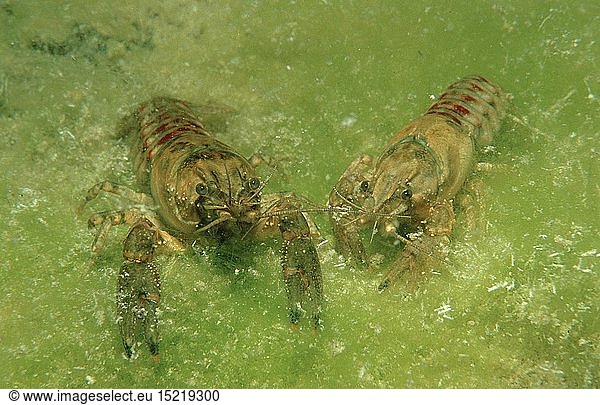 zoology  shellfish / crustacean  crayfish  (Astacus astacus)  Ã–sterreich  Austria