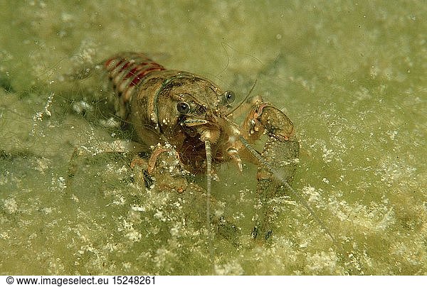 zoology  shellfish / crustacean  crayfish  (Astacus astacus)  Ã–sterreich  Austria