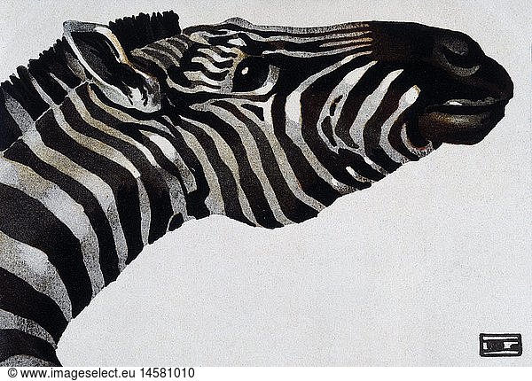 zoology  zebra  illustration on an advertising poster for Hellabrunn Zoo  Munich  painted in the style of Hohlwein  circa 1910