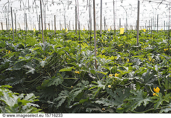 Zucchini plants in a greenhouse  Almeria  Spain